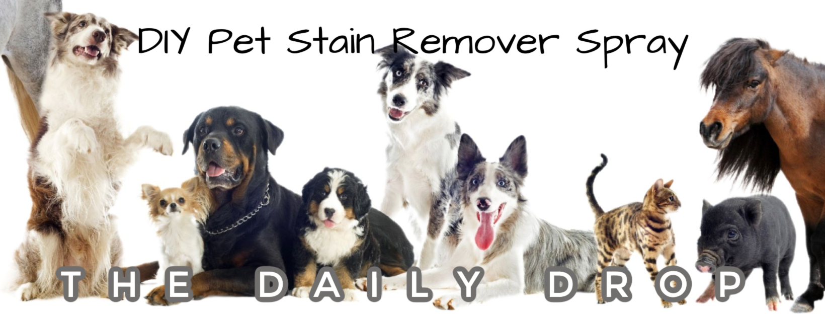 DIY Pet Stain Remover Spray | From Sandy