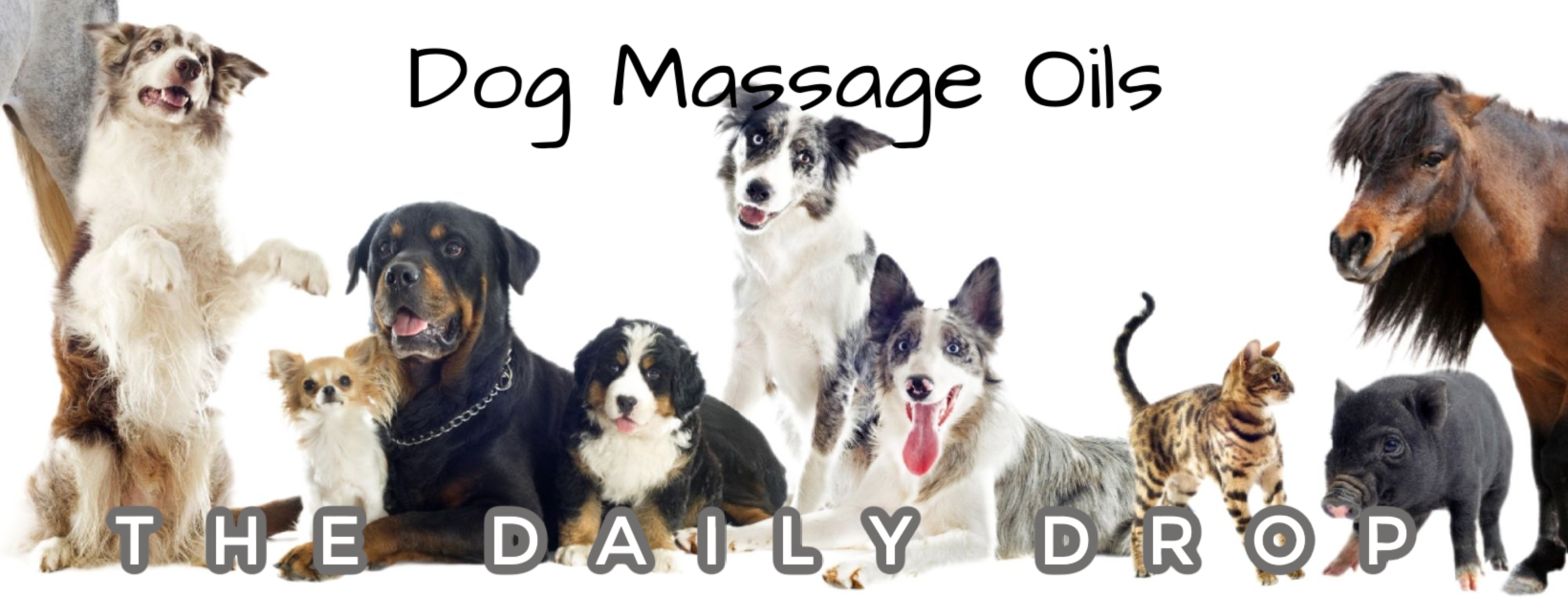 Dog Massage Oils | From Sandy