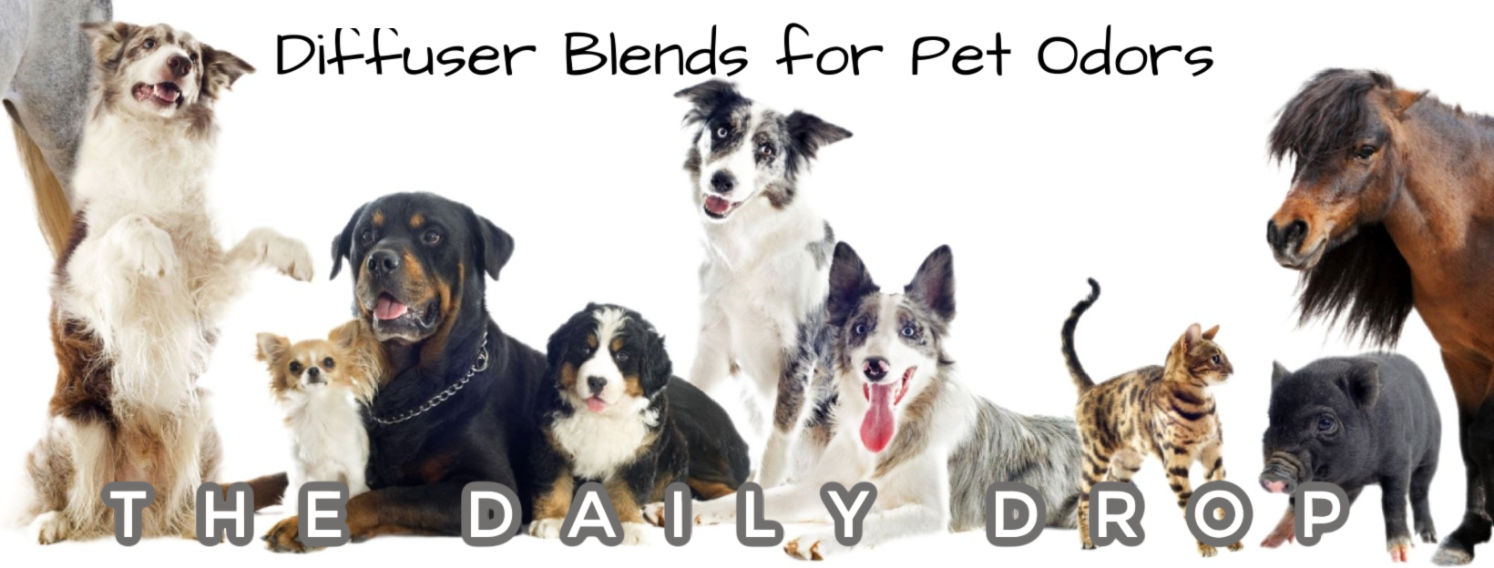 Diffuser Blends for Pet Odors | From Sandy