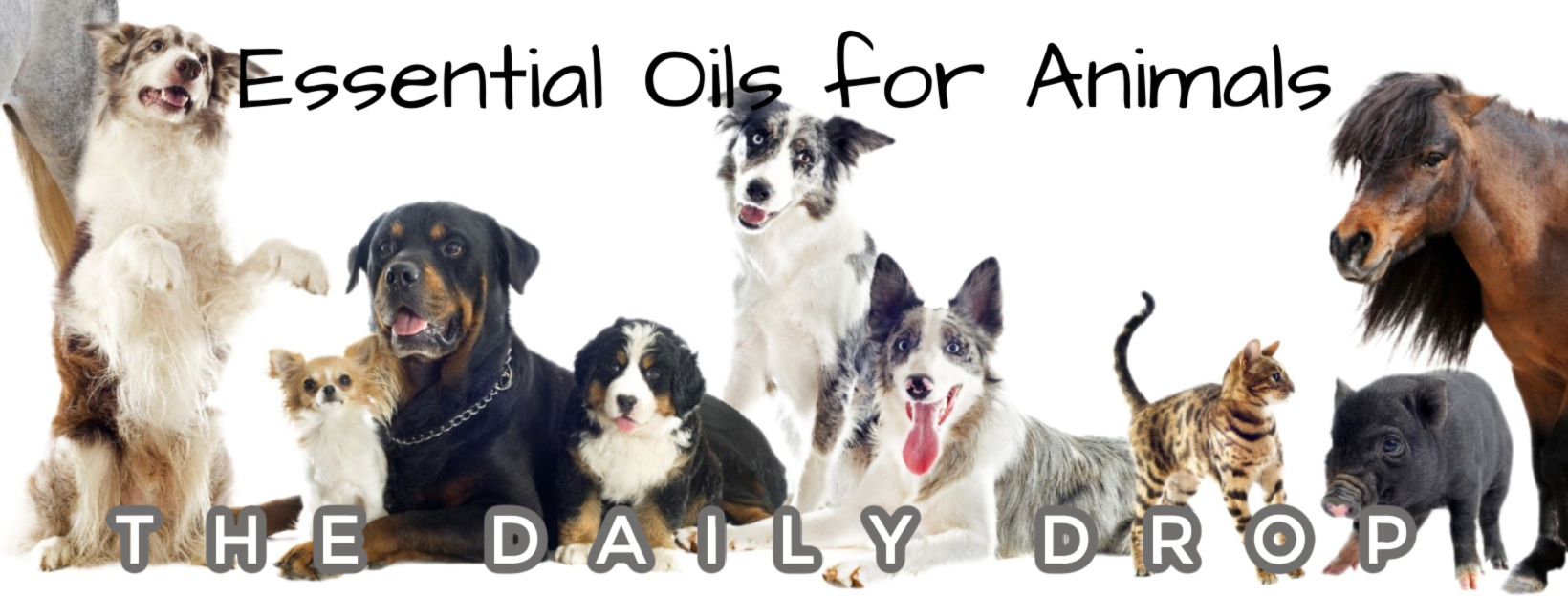 Essential Oils for Animals | From Sandy