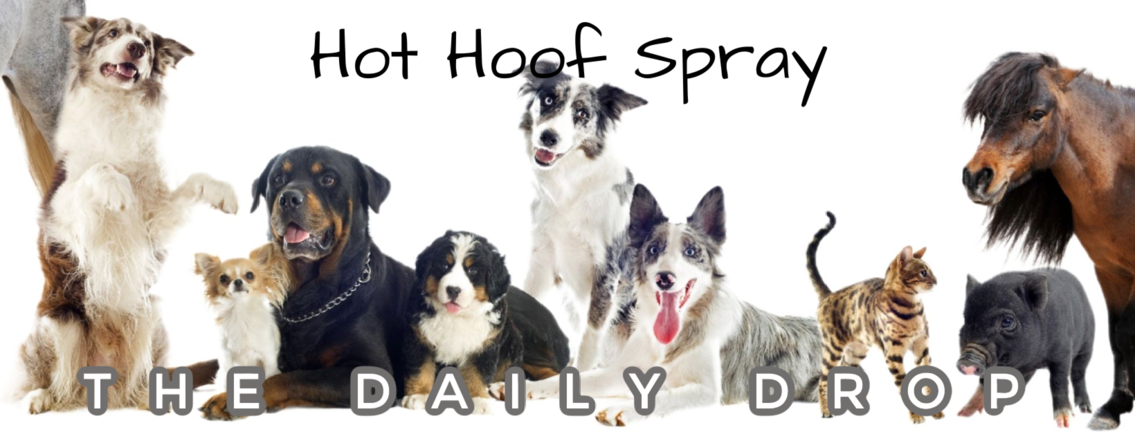 Hot Hoof Spray | From Sandy