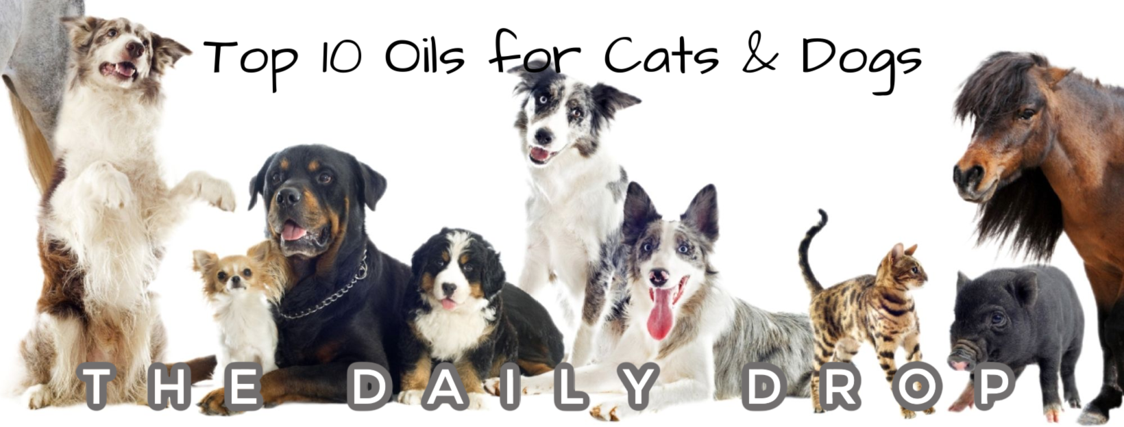 Top 10 Oils for Cats & Dogs | From Sandy
