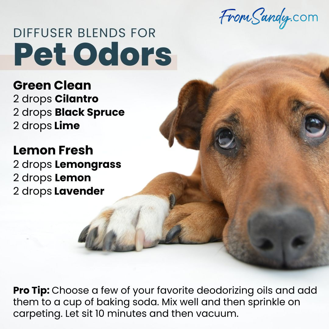 Diffuser Blends for Pet Odors | From Sandy