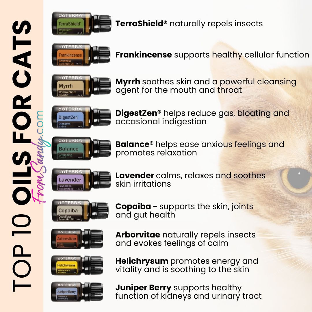 Top 10 Oils for Cats | From Sandy