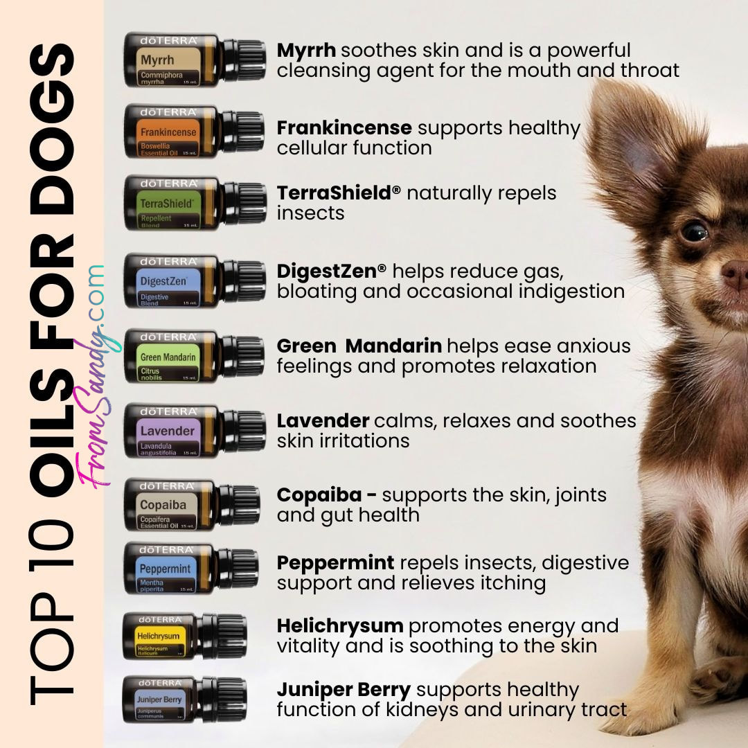 Top 10 Oils for Dogs | From Sandy