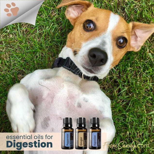 Oils for Digestion | From Sandy